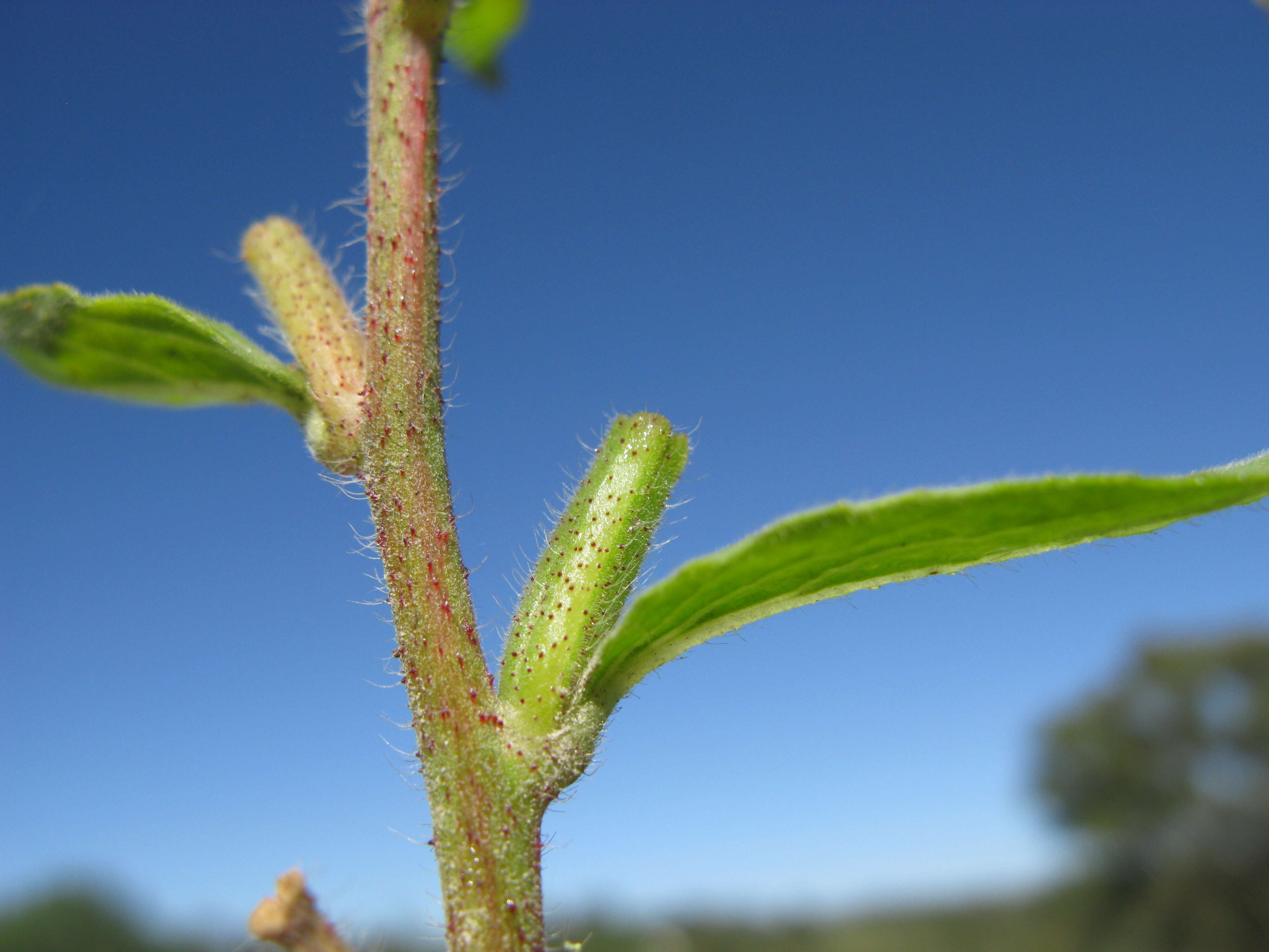 Imagem de Oenothera glazioviana M. Micheli