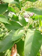 Image of earleaf nightshade