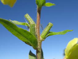 Image of redsepal evening primrose