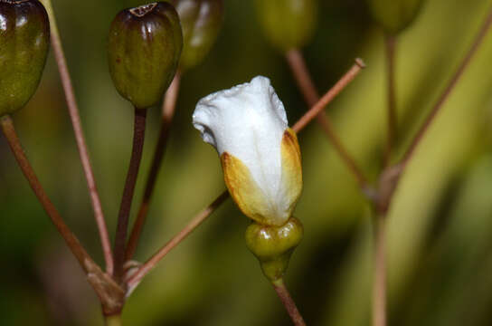 Image of Libertia mooreae Blanchon, B. G. Murray & Braggins