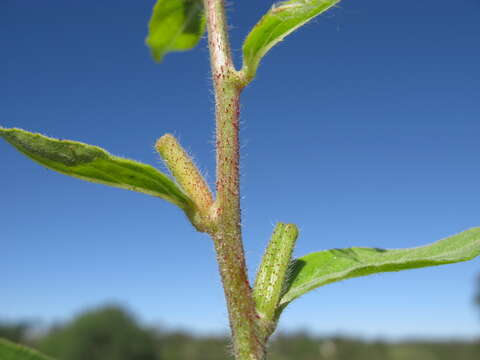 Imagem de Oenothera glazioviana M. Micheli