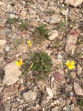 Image of Goodenia pinnatifida Schltdl.