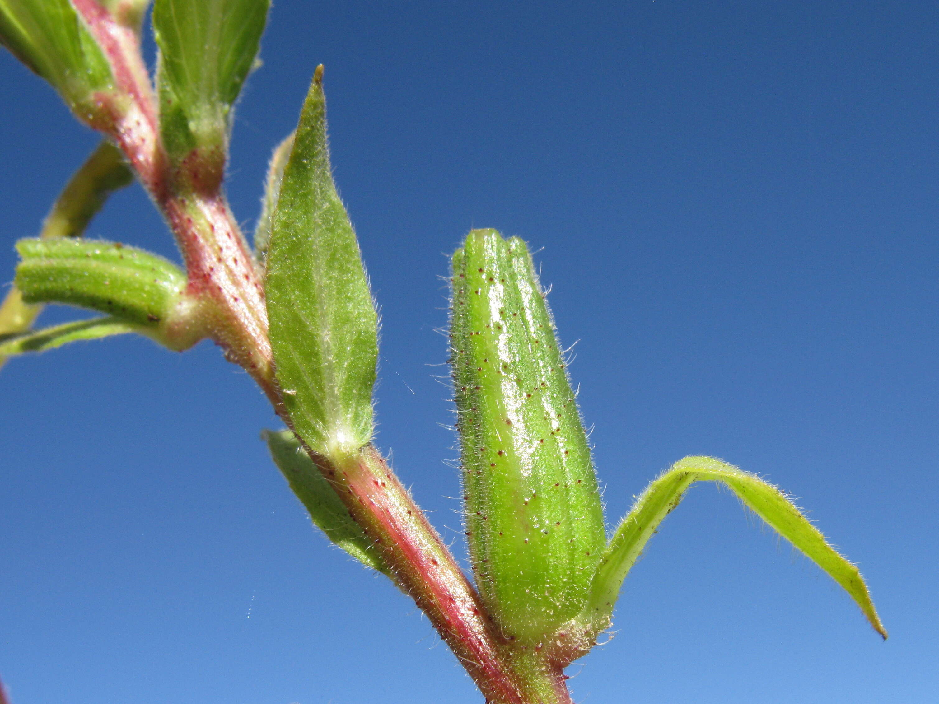 Imagem de Oenothera glazioviana M. Micheli