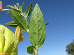 Imagem de Oenothera glazioviana M. Micheli