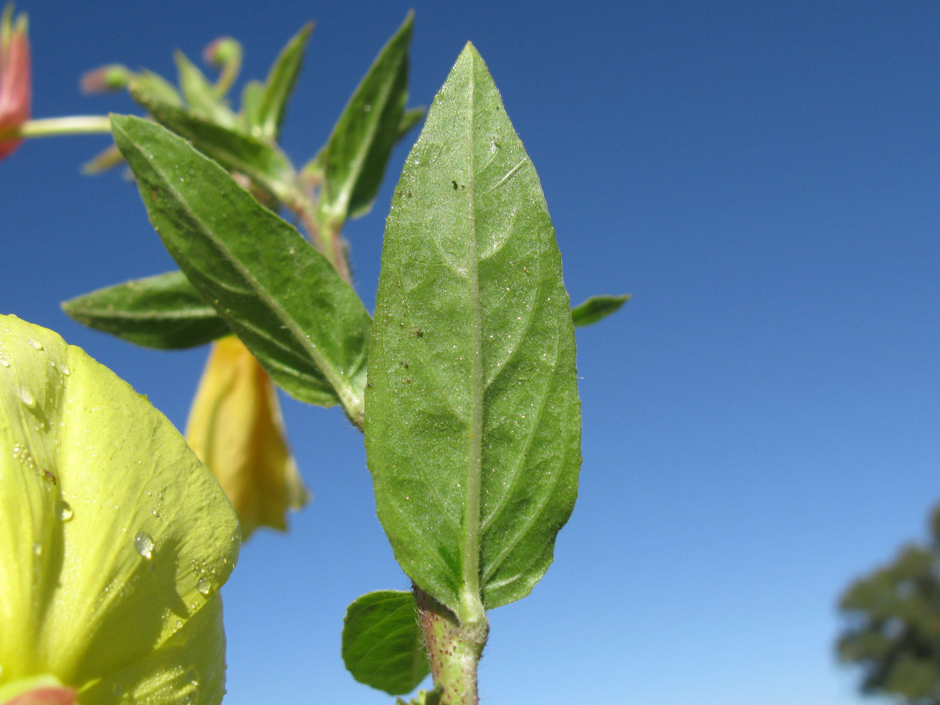 Image of redsepal evening primrose