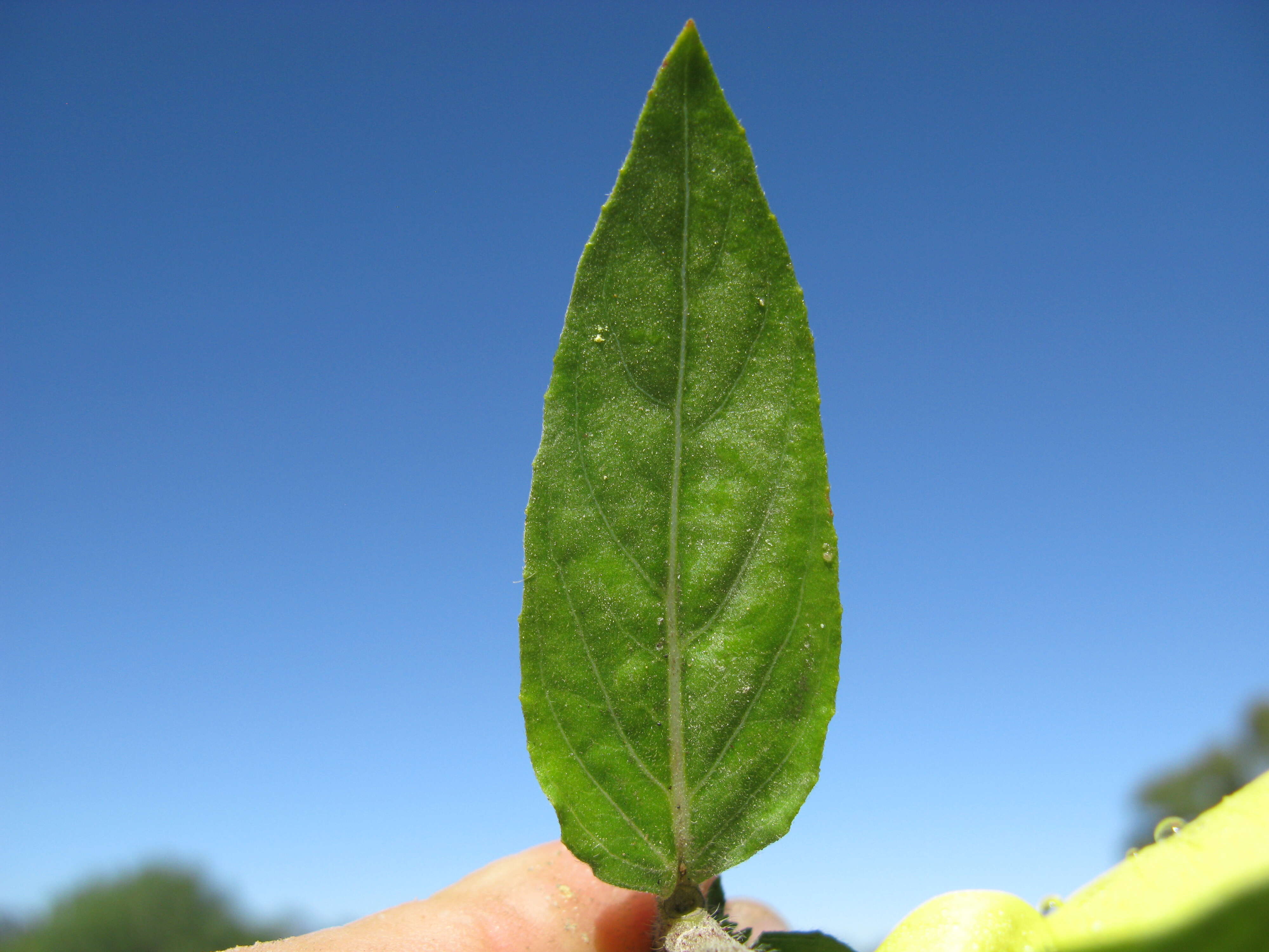 Imagem de Oenothera glazioviana M. Micheli