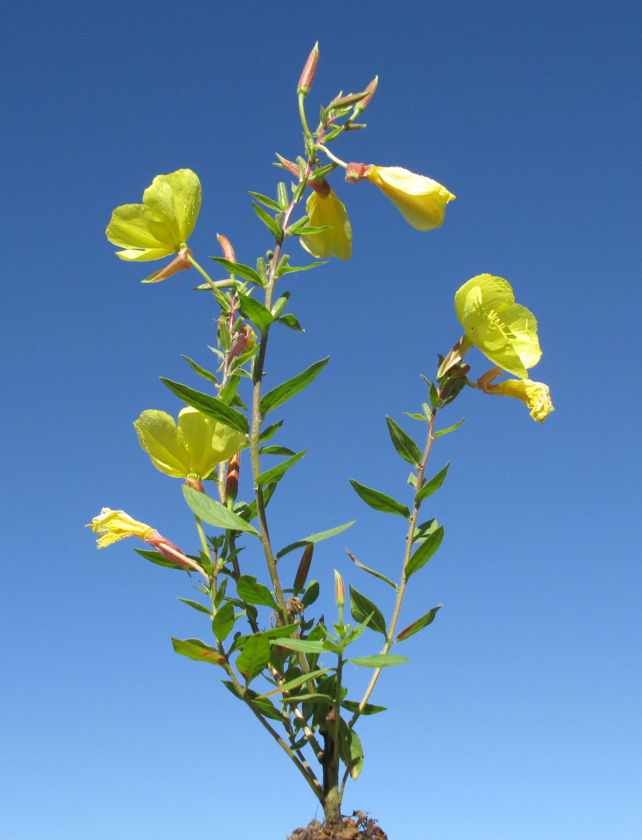 Imagem de Oenothera glazioviana M. Micheli