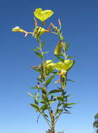 Imagem de Oenothera glazioviana M. Micheli