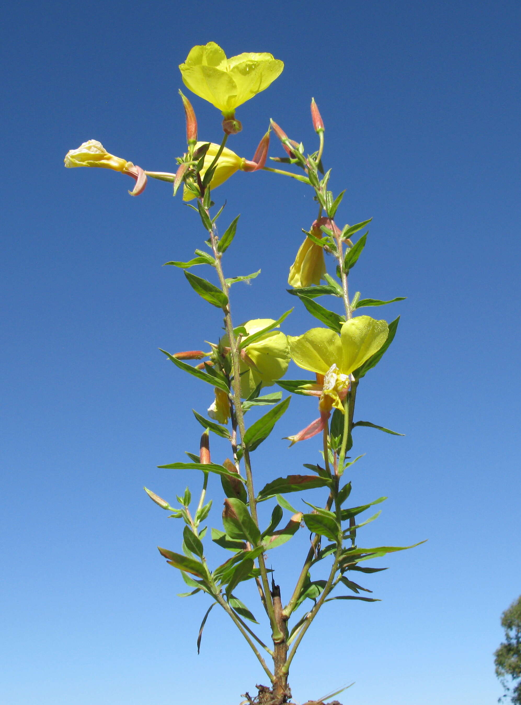 Imagem de Oenothera glazioviana M. Micheli