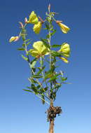 Imagem de Oenothera glazioviana M. Micheli