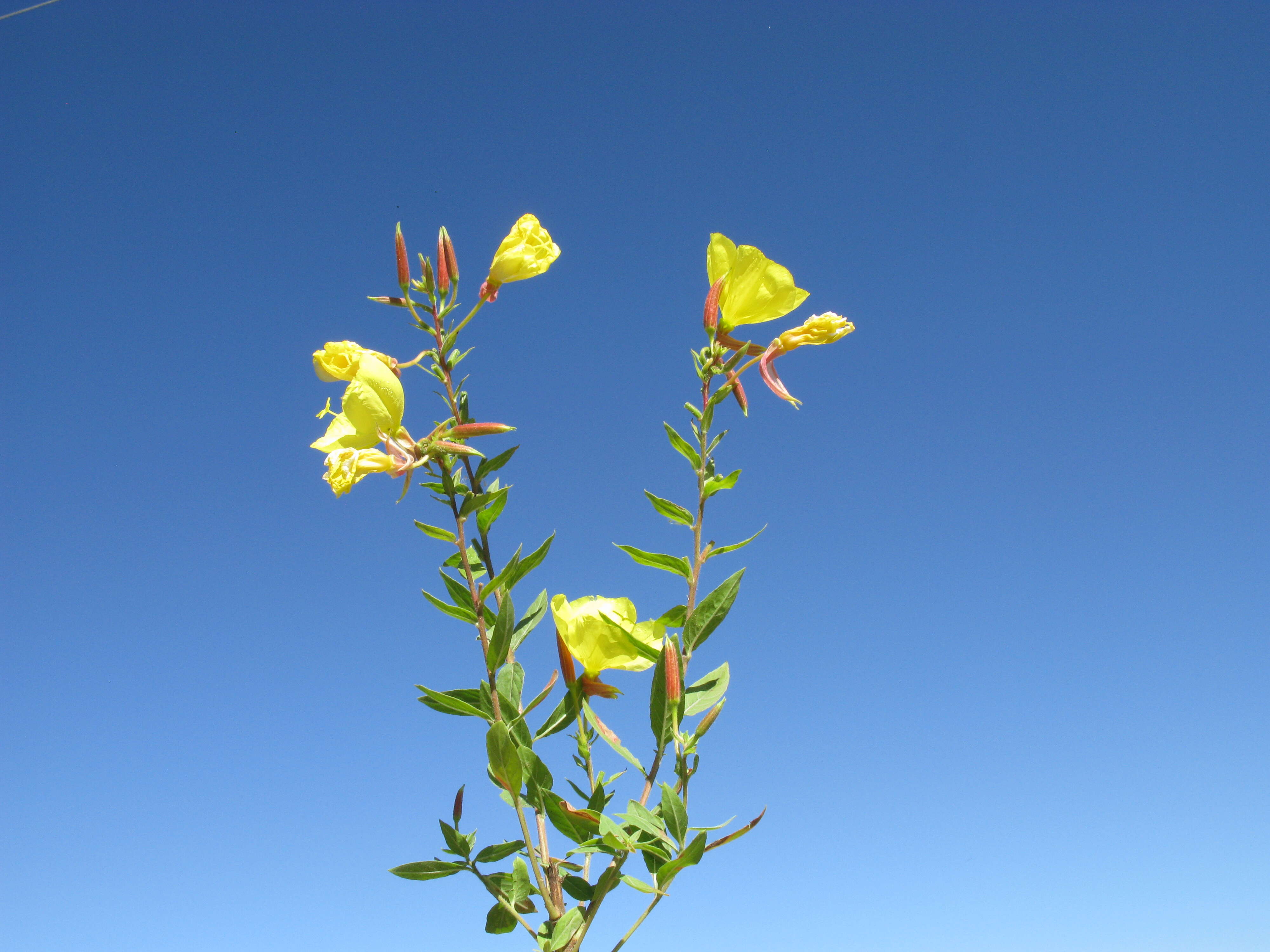 Imagem de Oenothera glazioviana M. Micheli