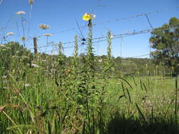 Imagem de Oenothera glazioviana M. Micheli