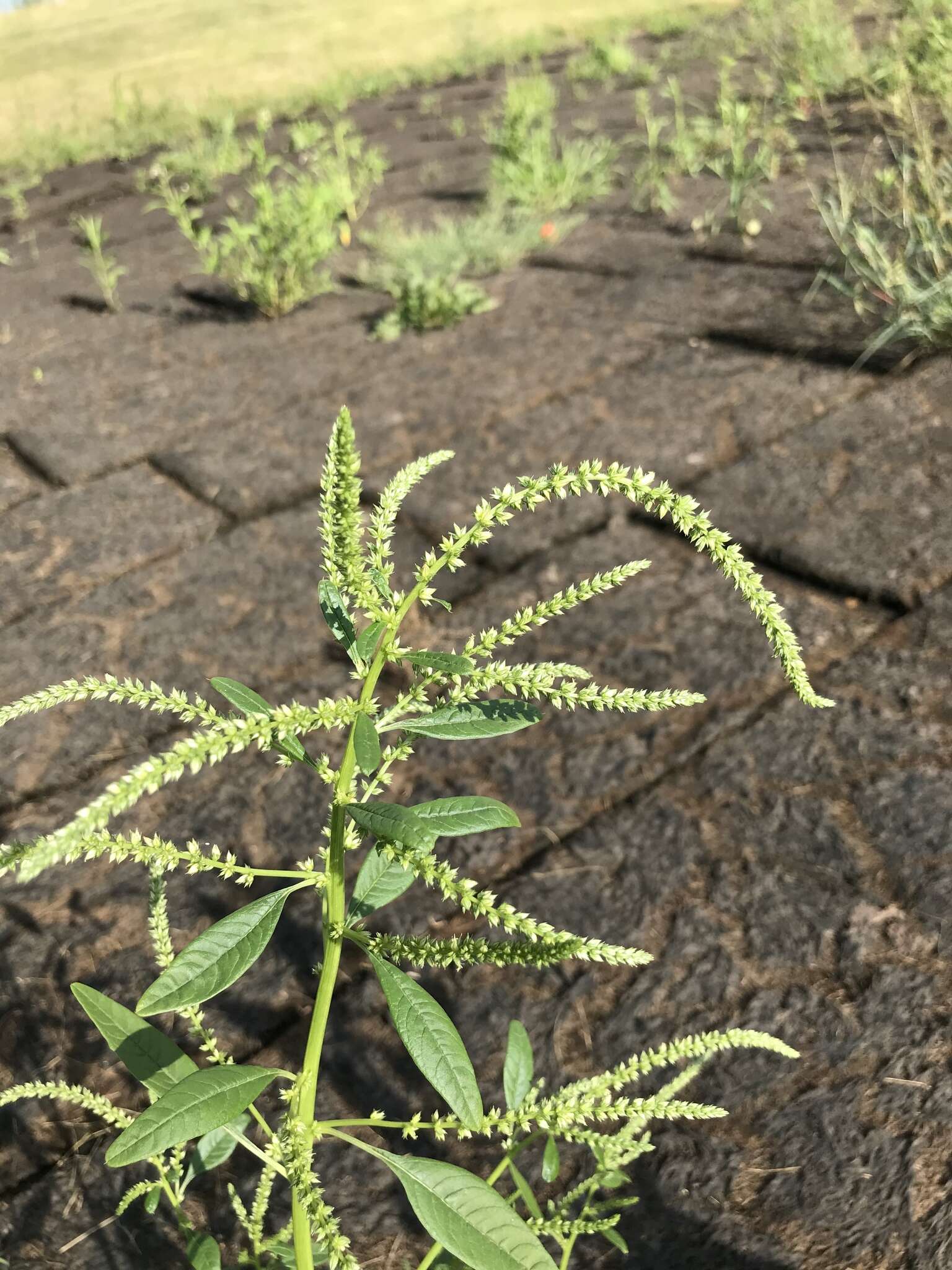 Image of Amaranthus tuberculatus var. rudis