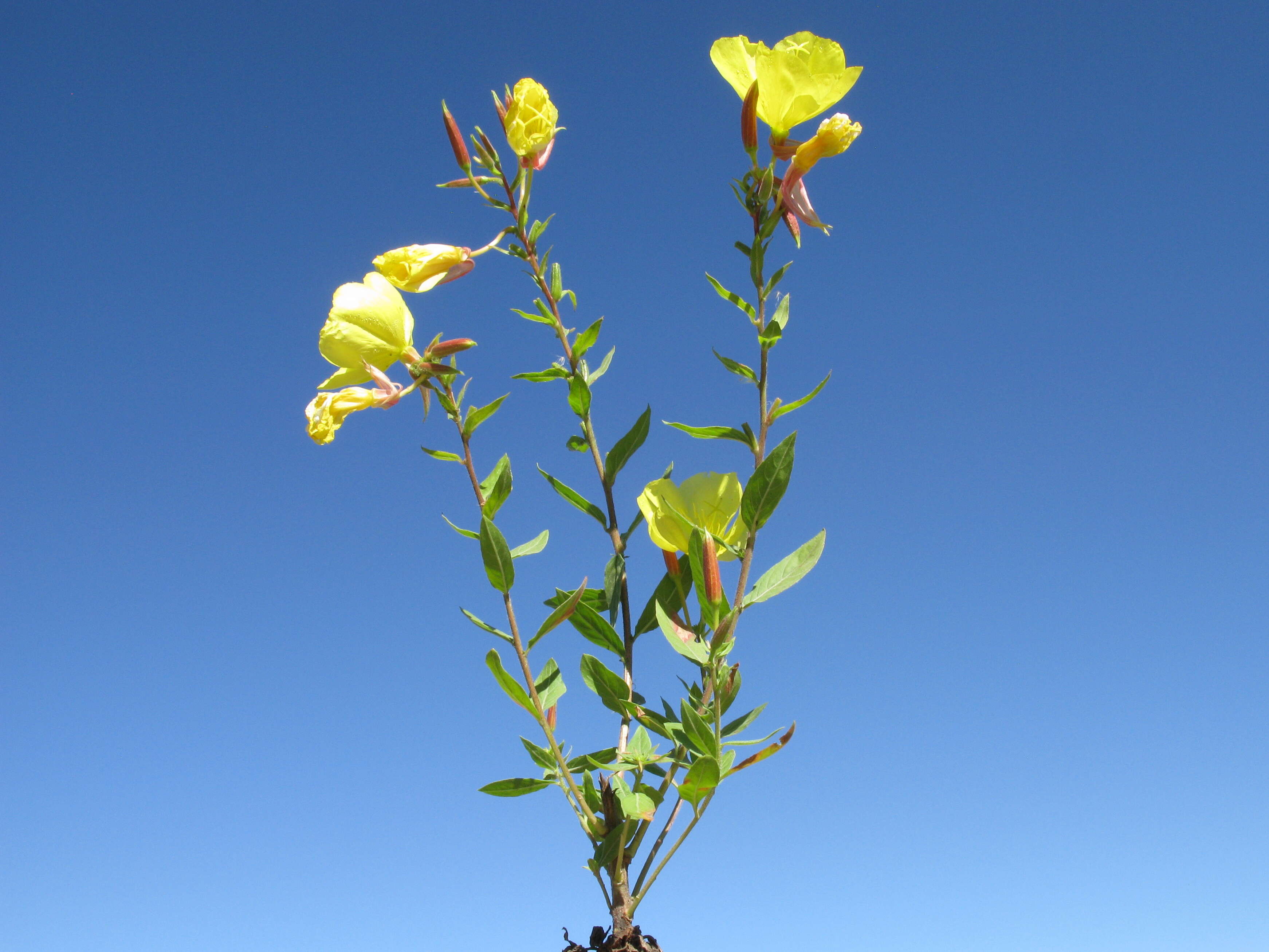 Imagem de Oenothera glazioviana M. Micheli