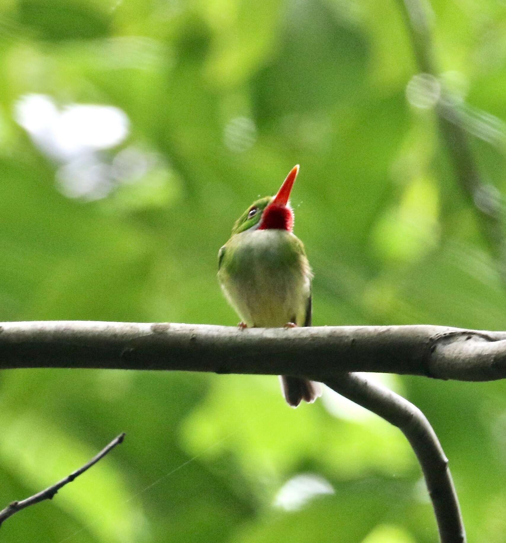 Image of Jamaican Tody