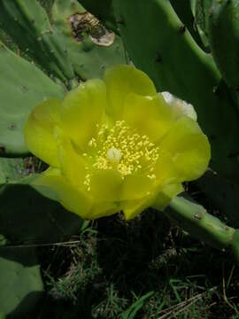 Image of Opuntia dillenii