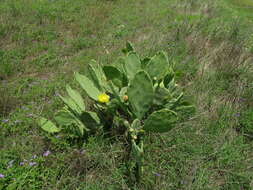 Image of Opuntia dillenii