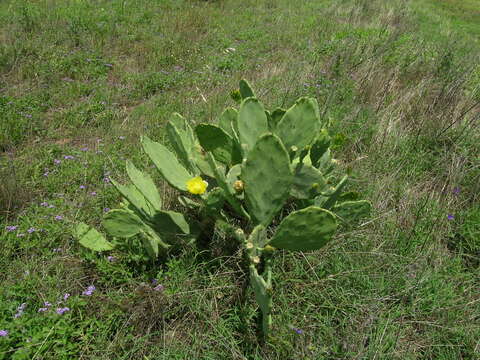 Image of Opuntia dillenii