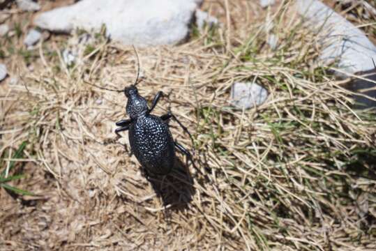 Image of Carabus gigas duponchelii (Dejean 1831)