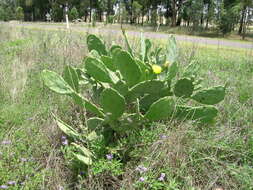 Image of Opuntia dillenii