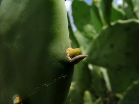 Image of Opuntia dillenii