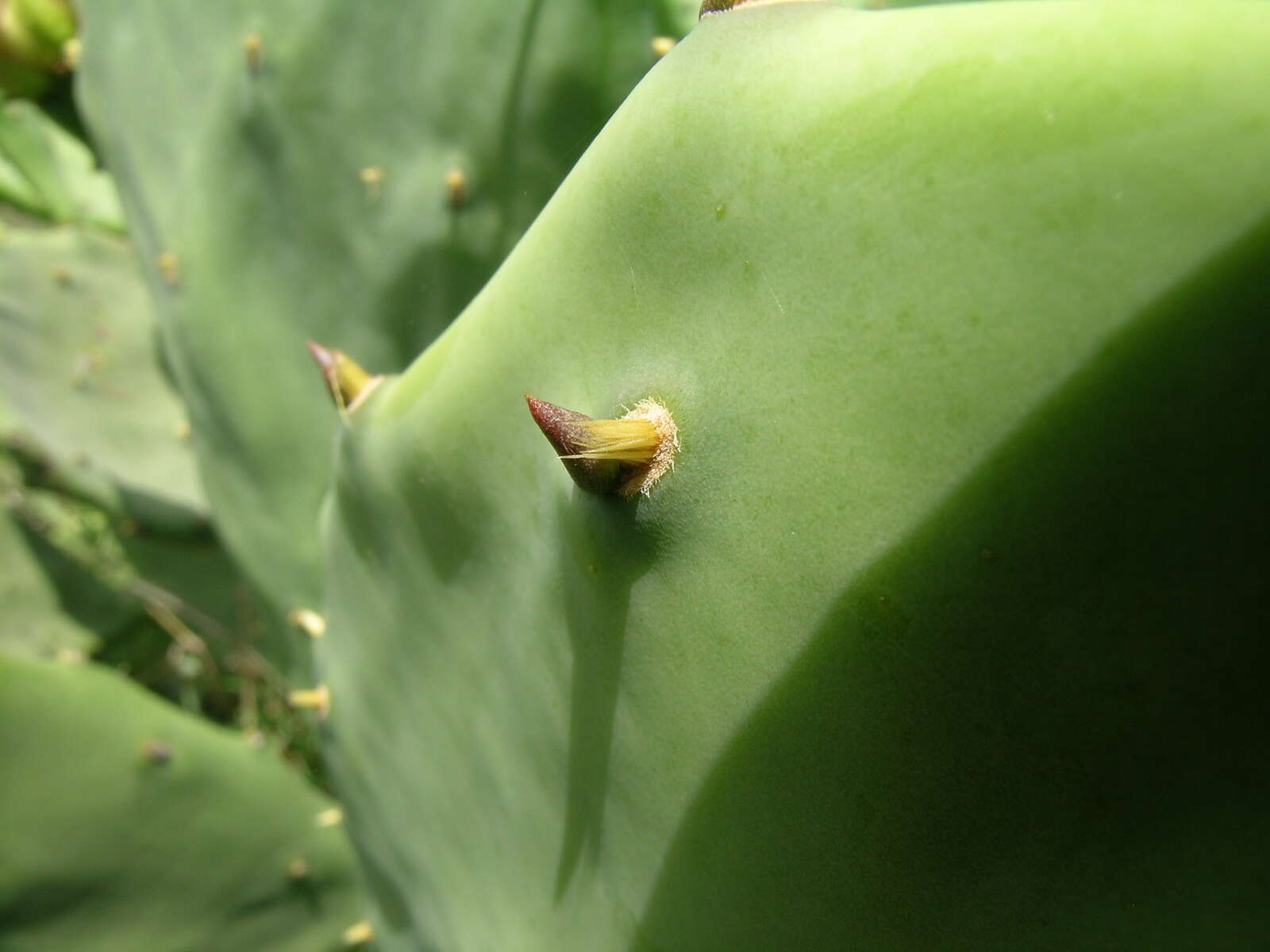 Image of Opuntia dillenii