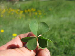 Image of Pink Sorrel