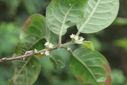 Imagem de Clutia abyssinica Jaub. & Spach