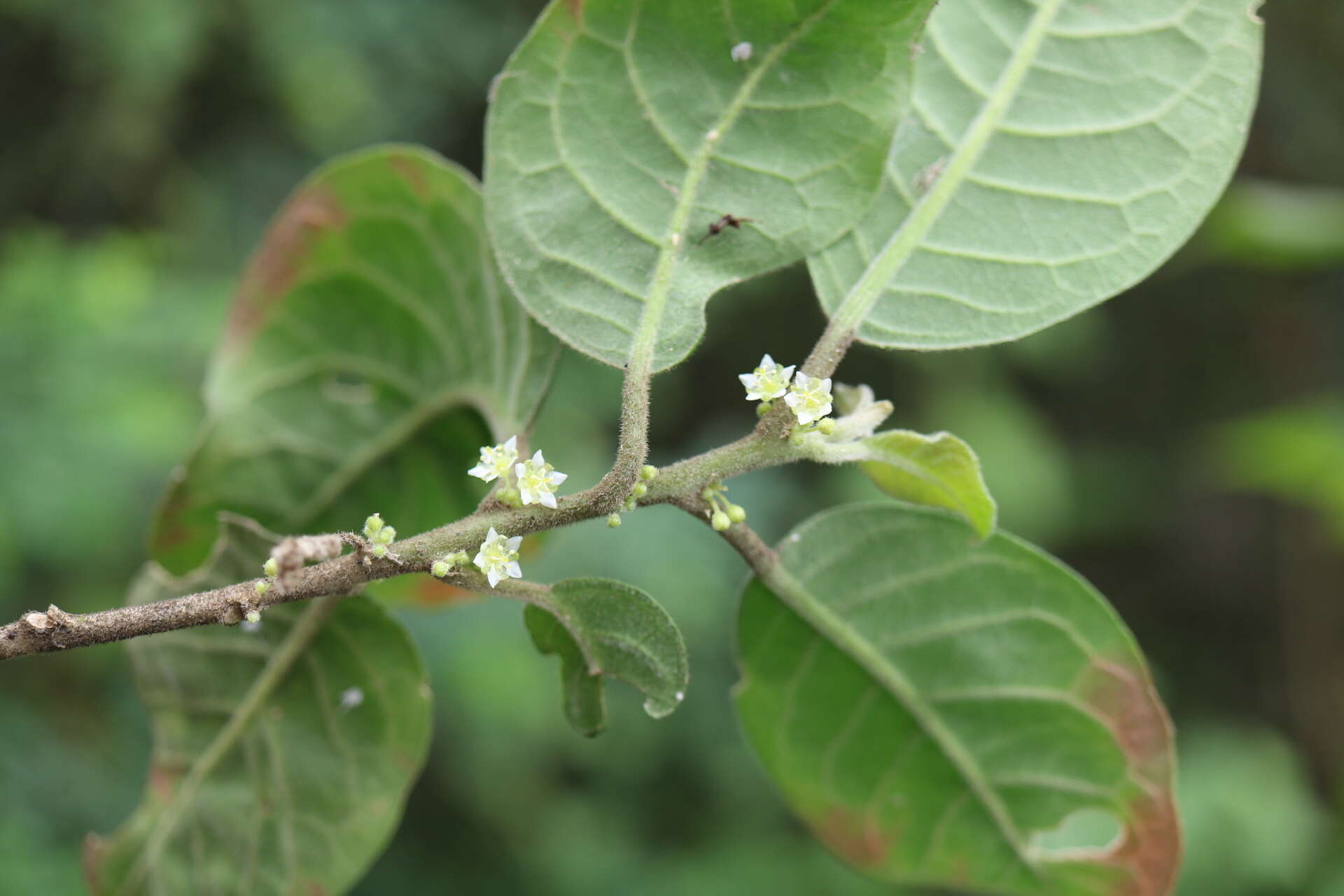 Image of Clutia abyssinica Jaub. & Spach