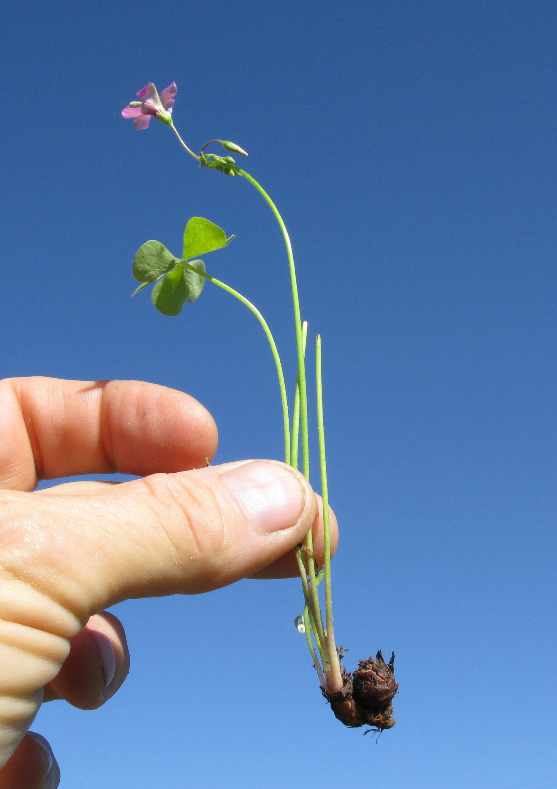 Image of Pink Sorrel