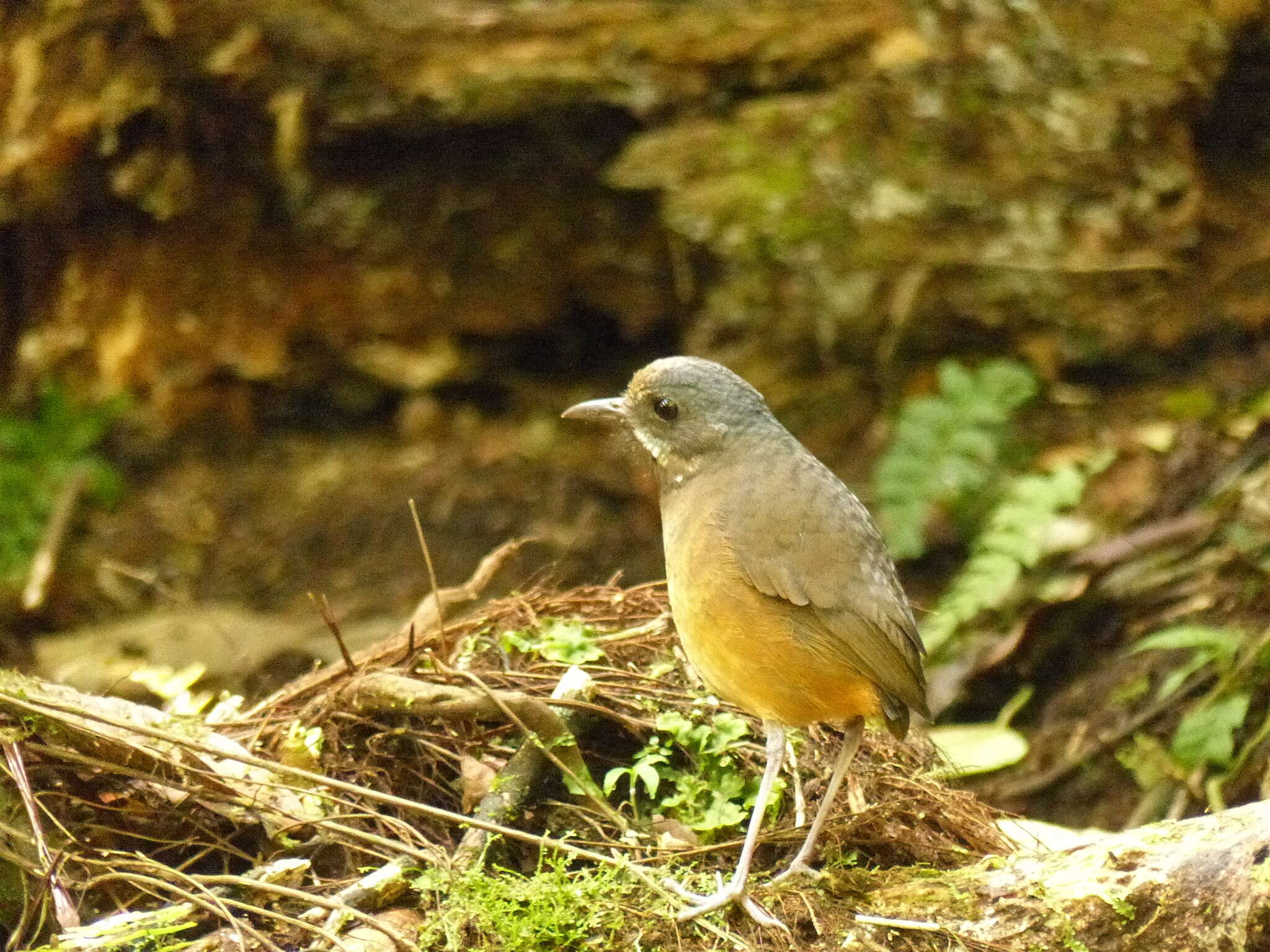 Image of Moustached Antpitta