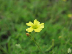 Image of creeping woodsorrel