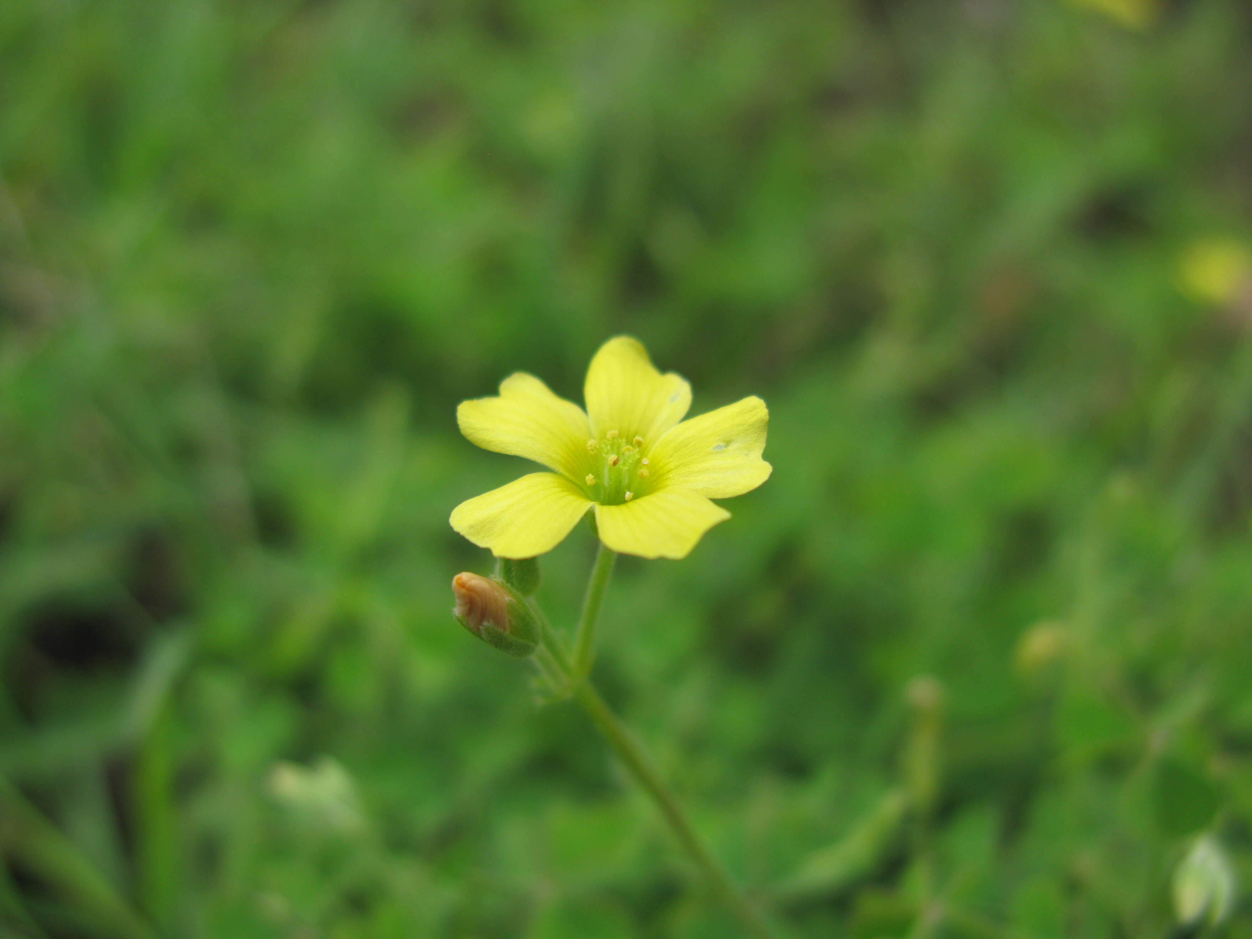 Image of creeping woodsorrel