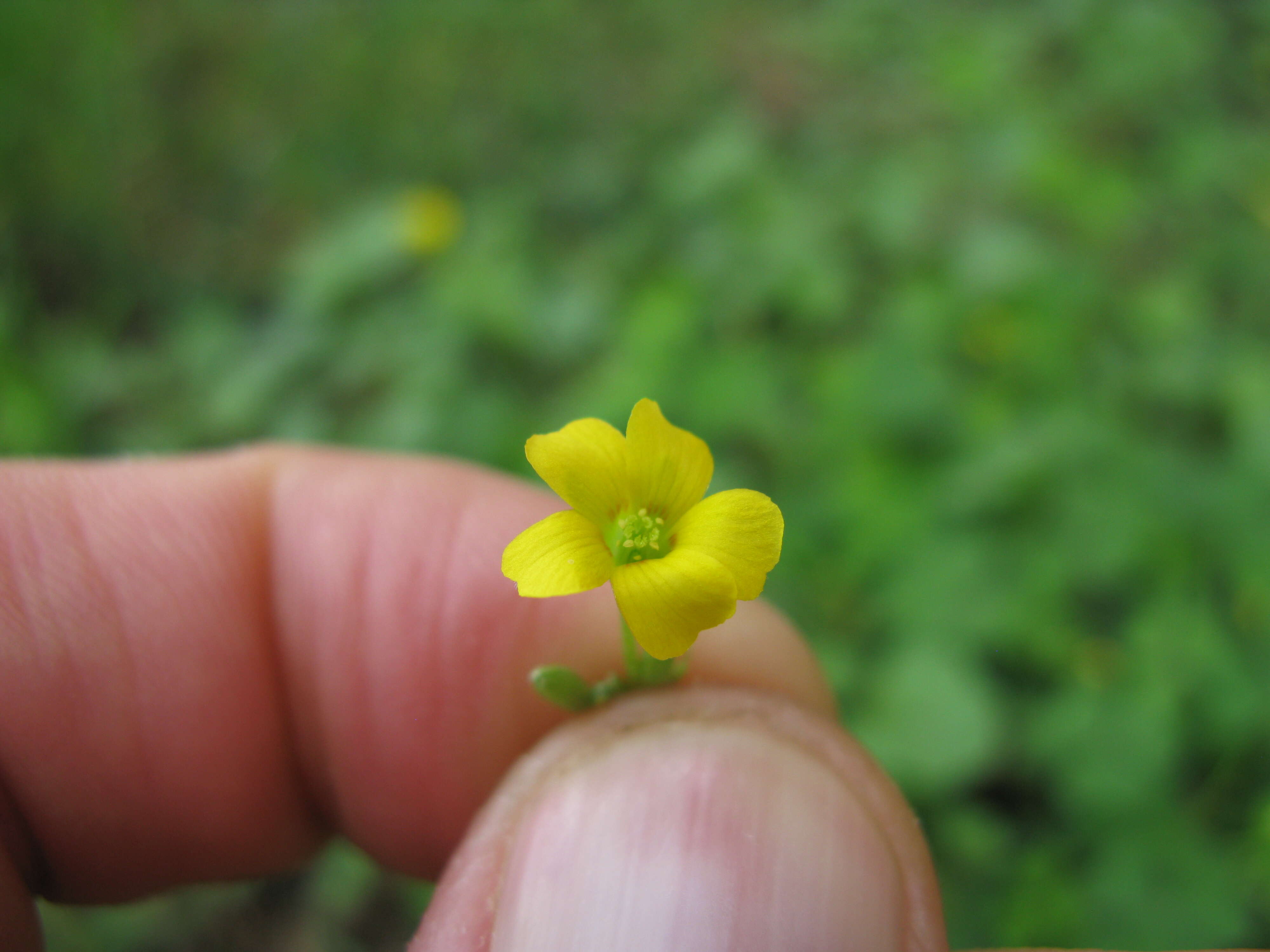 Image of creeping woodsorrel