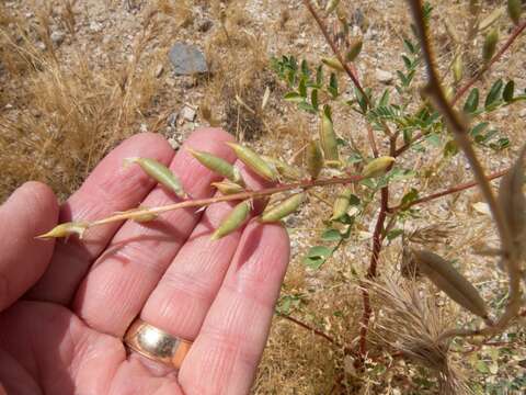 Imagem de Astragalus lentiginosus var. maricopae Barneby