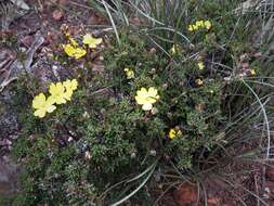 Image of Hibbertia gracilipes Benth.