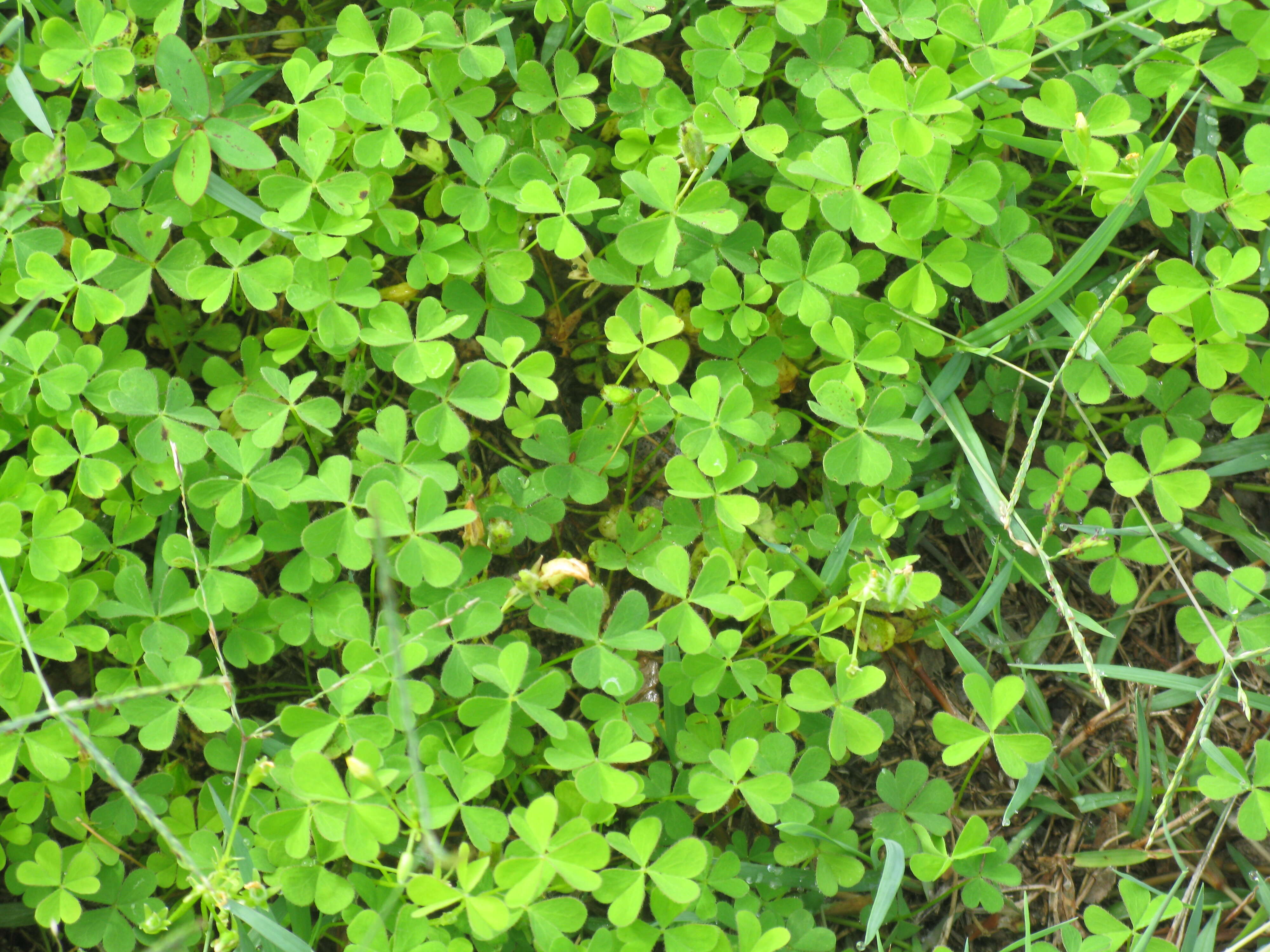 Image of creeping woodsorrel