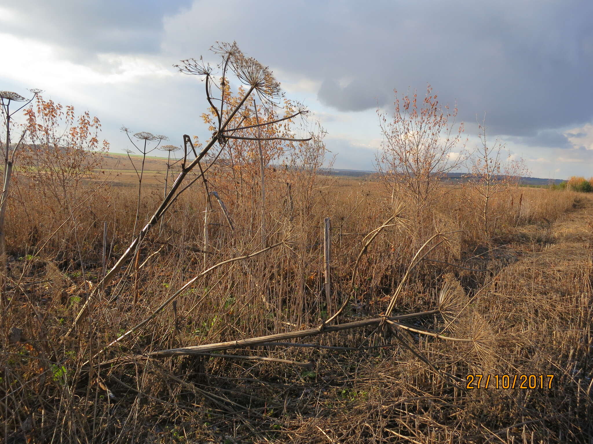 Image of Heracleum sosnowskyi Manden.