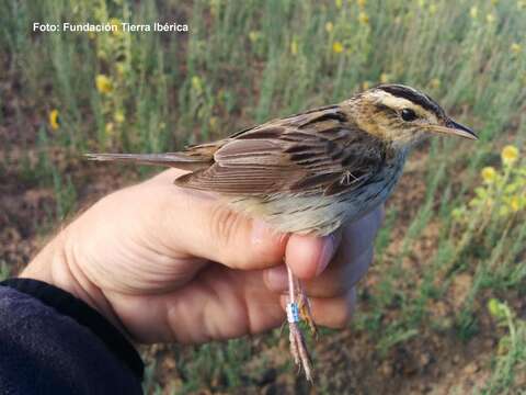 Image of Aquatic Warbler