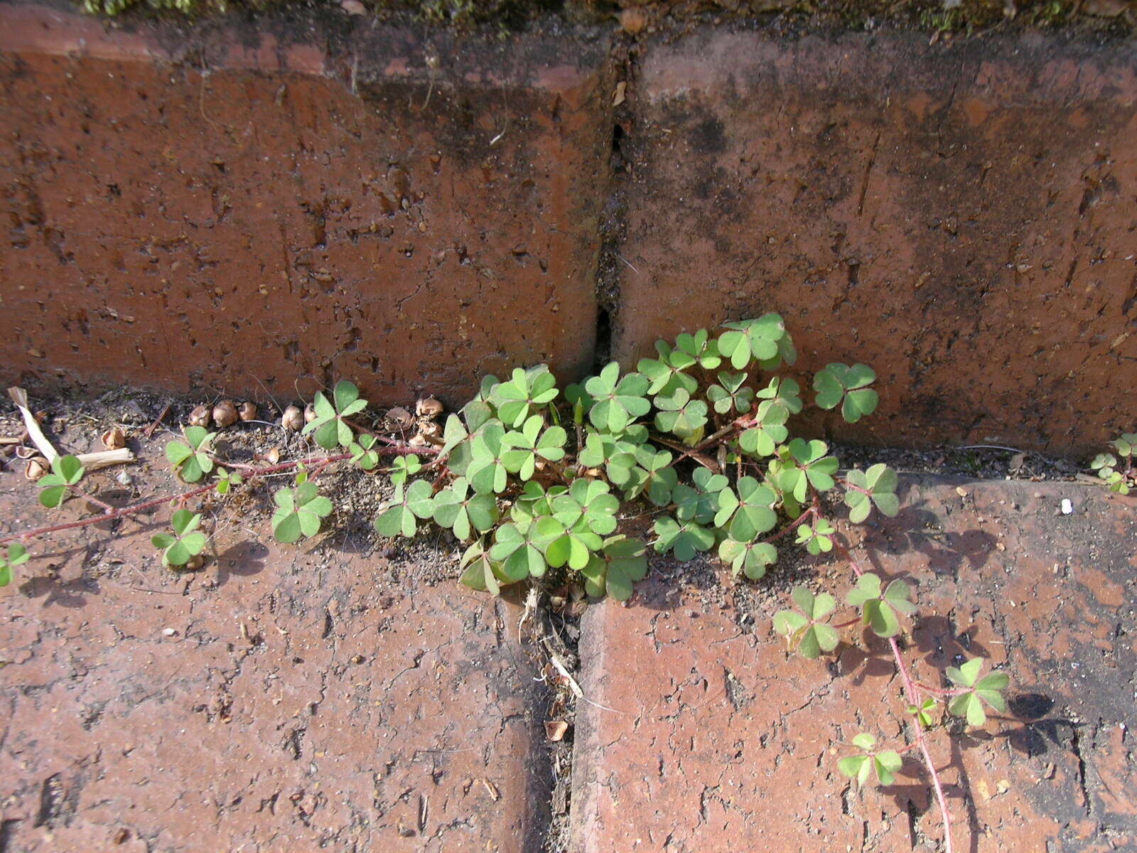 Image of creeping woodsorrel