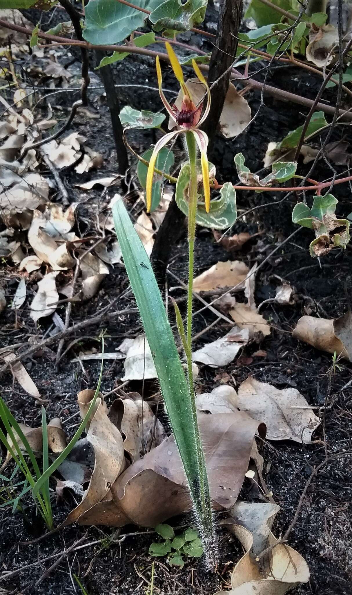 Caladenia arrecta Hopper & A. P. Br. resmi