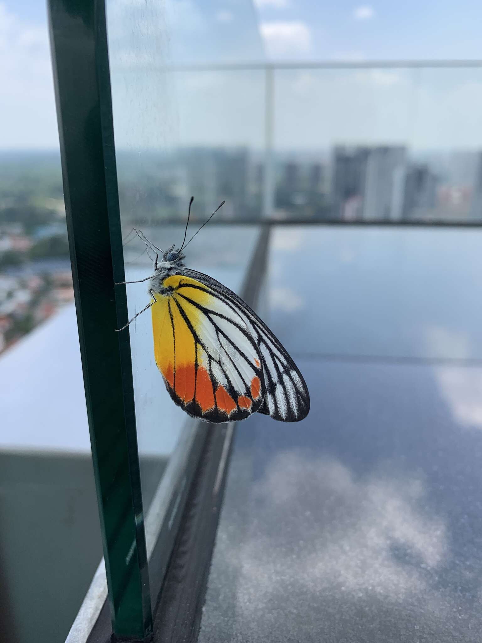 Delias hyparete (Linnaeus 1758) resmi