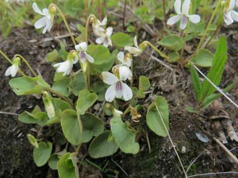 Image of Viola arcuata Bl.