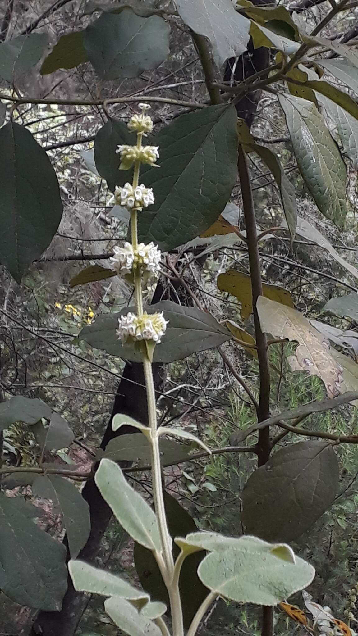 Image of Sideritis canariensis L.