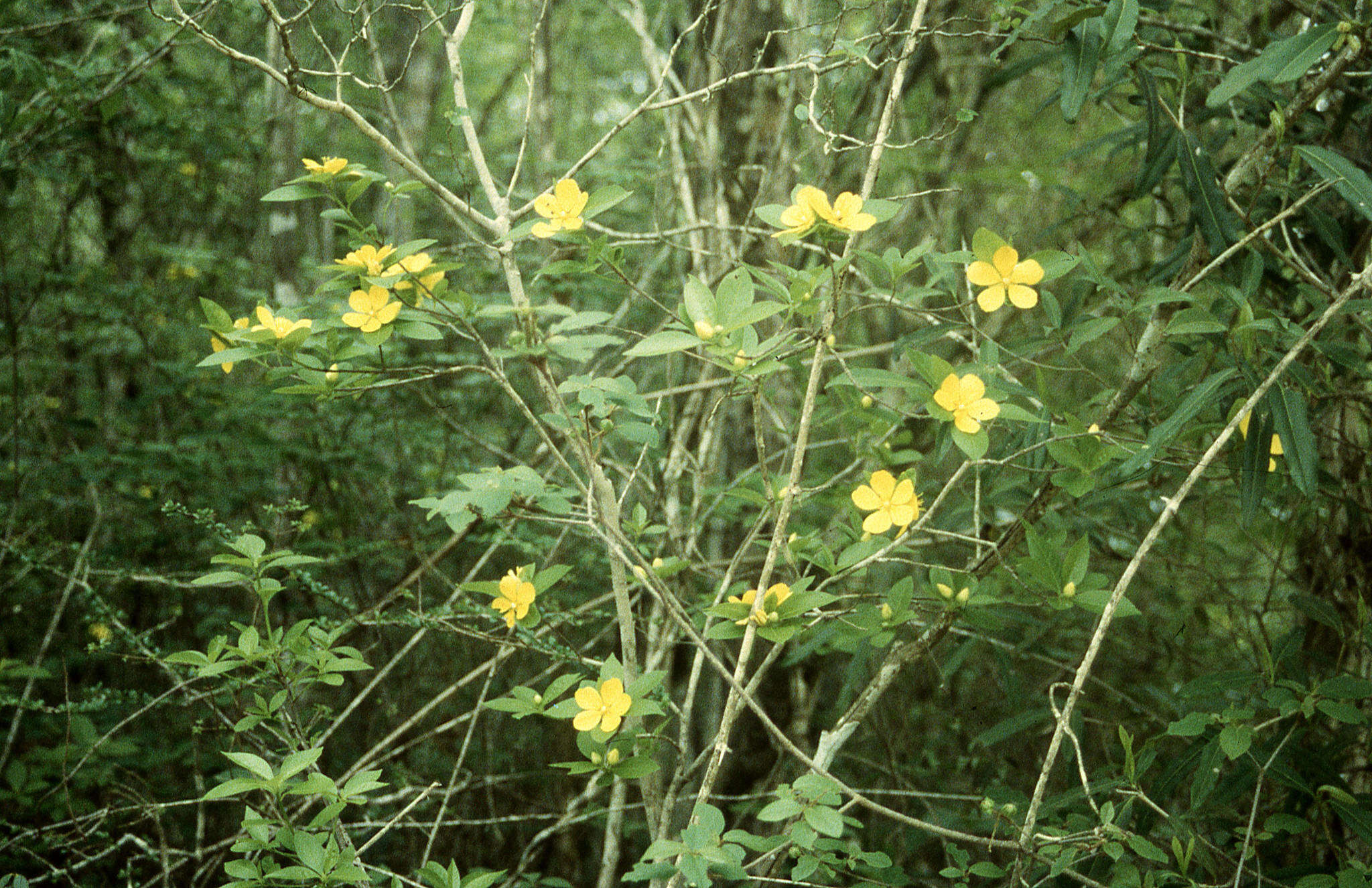 Слика од Arboa integrifolia (Claverie) Thulin & Razafim.