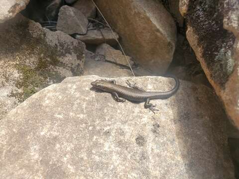 Image of Alpine Cool-skink