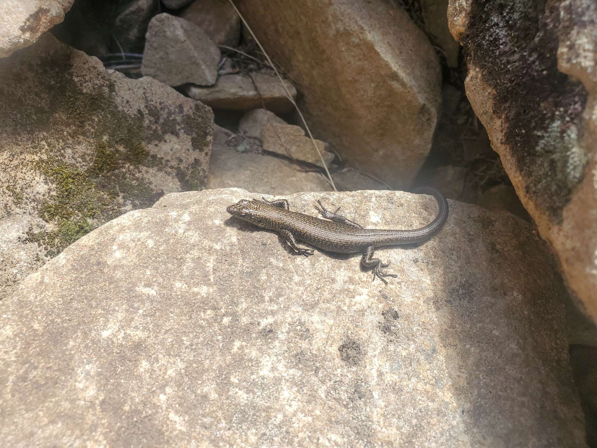 Image of Alpine Cool-skink