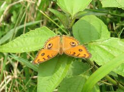 Imagem de Junonia almana Linnaeus 1758