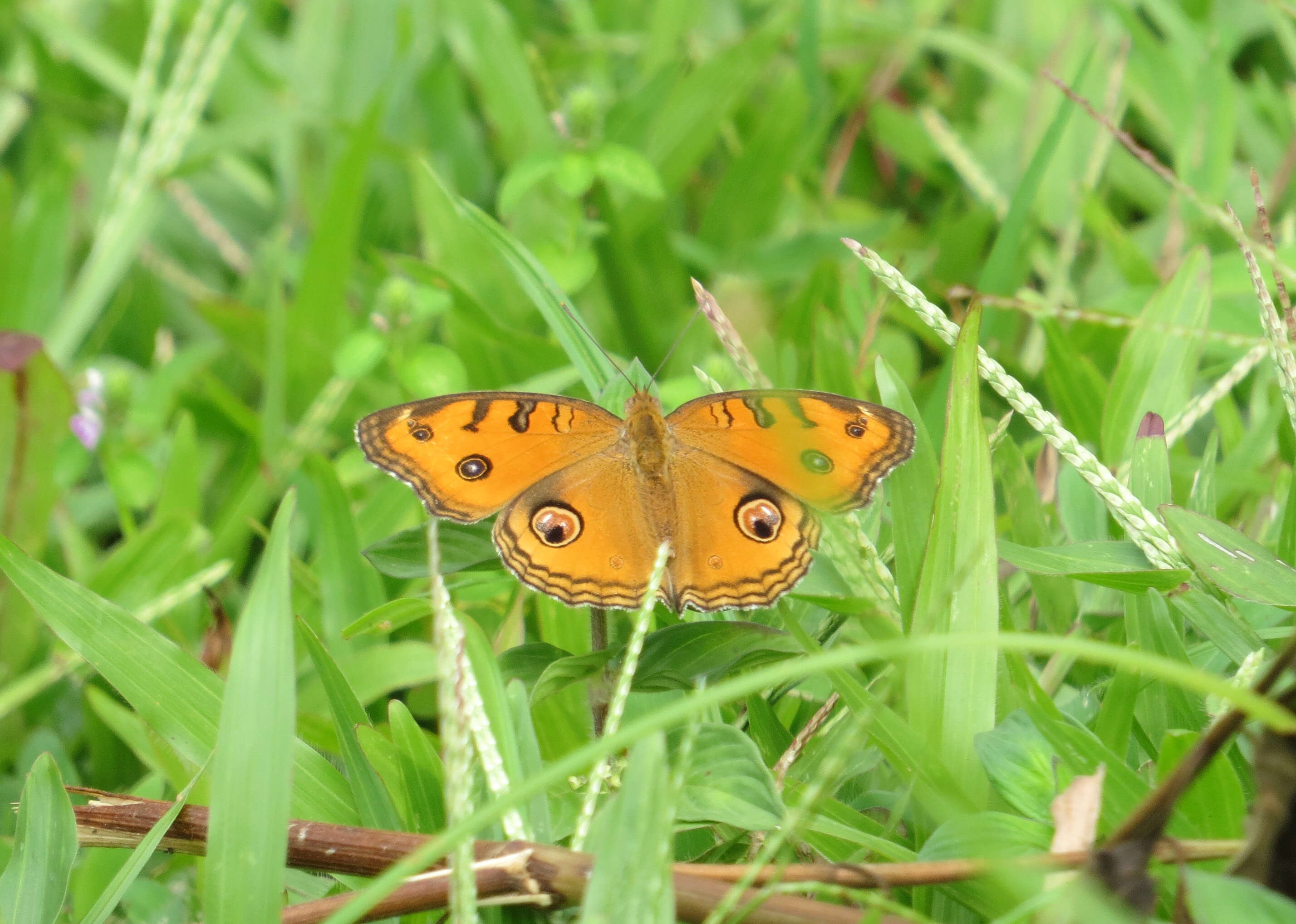 Imagem de Junonia almana Linnaeus 1758