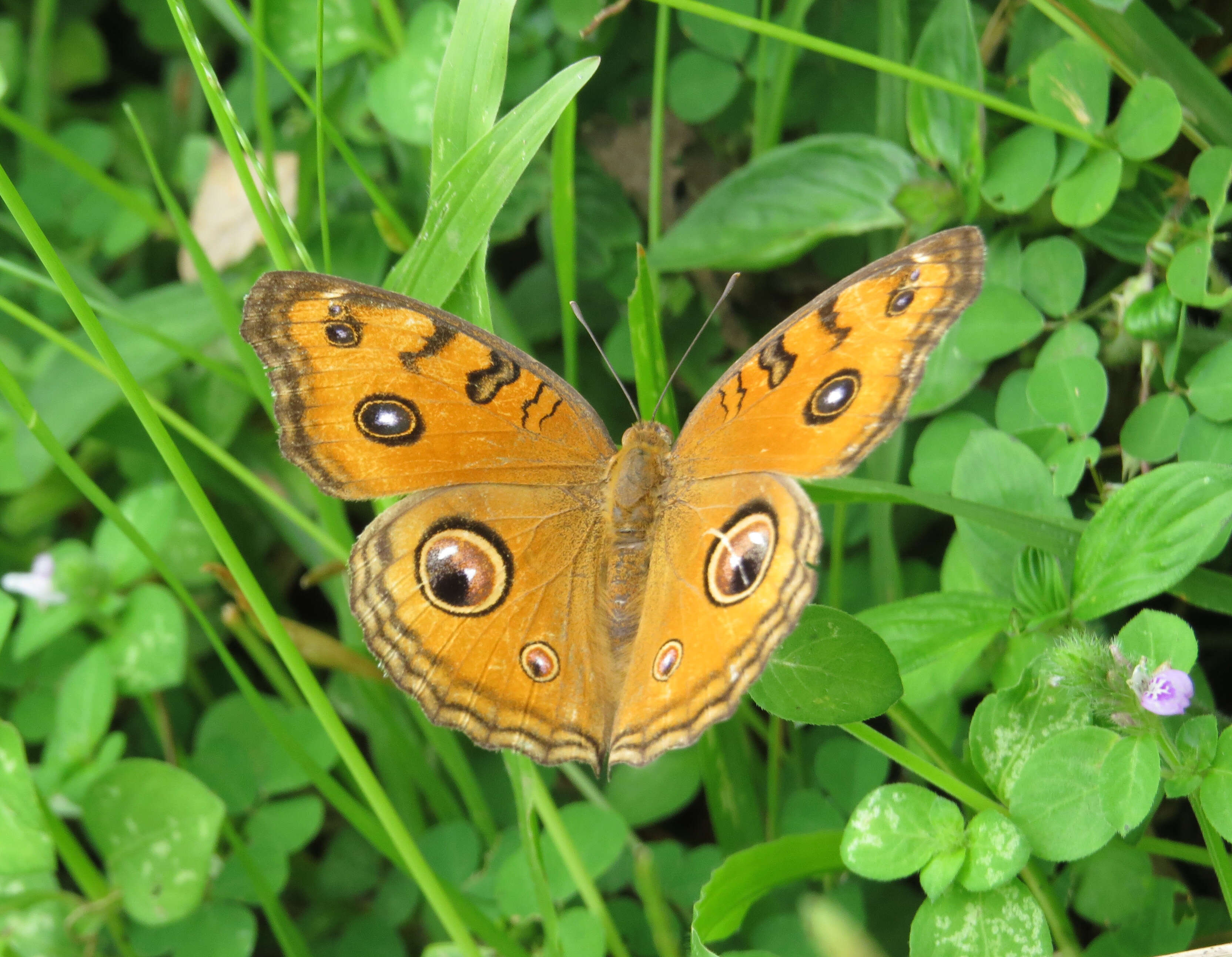 Plancia ëd Junonia almana Linnaeus 1758